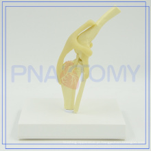 Modelo anatômico da dissecção do cão da alta qualidade PNT-0877 para venda